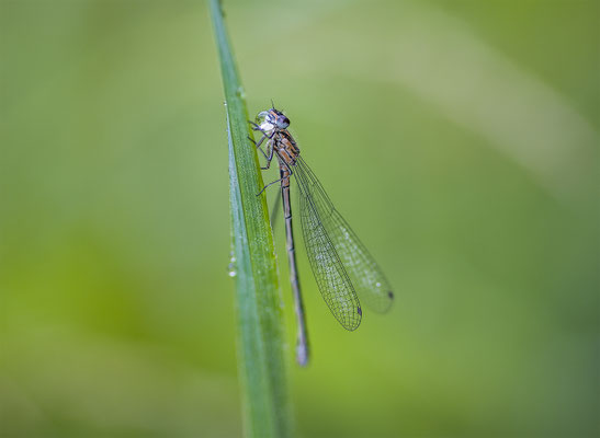 Blaue Federlibelle, momente-der-schoepfung.ch