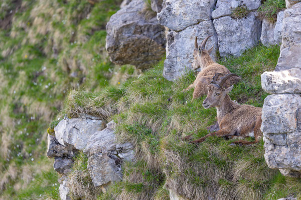 Alpensteinbock, momente-der-schoepfung.ch