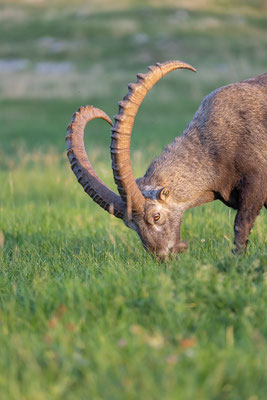 Alpensteinbock, momente-der-schoepfung.ch