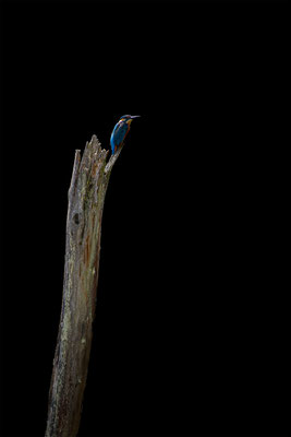 Eisvogel, momente-der-schoepfung.ch