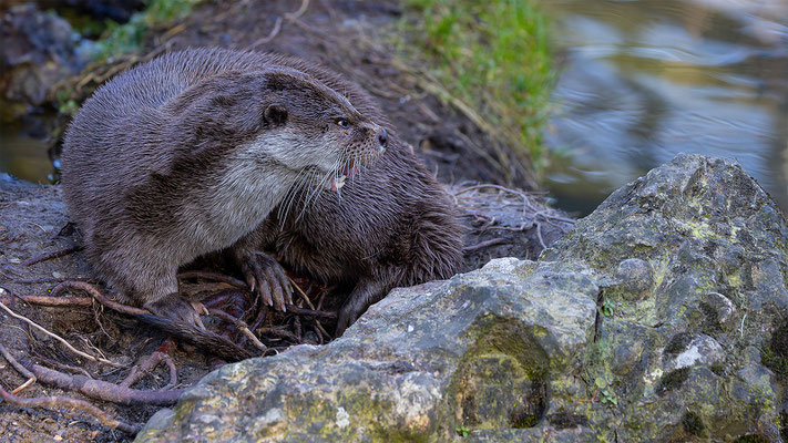 Fischotter Tierpakt Arth Goldau, momente-der-schoepfung.ch