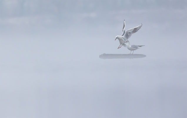Möwen, momente-der-schoepfung.ch