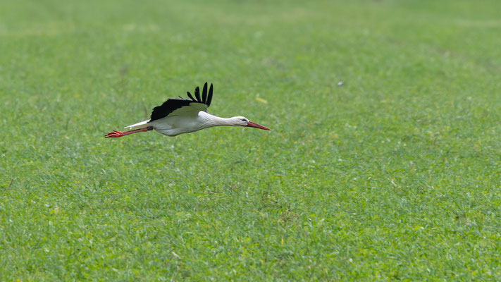 Storch, momente-der-schoepfung.ch