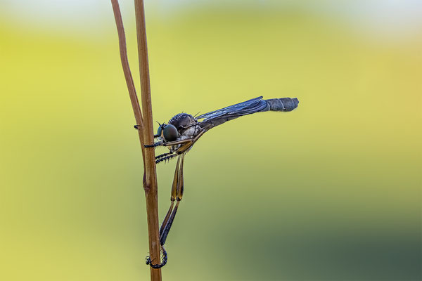 Gemeinen Schlankfliege, Lupigrafie ABM 1:1, momente-der-schoepfung.ch
