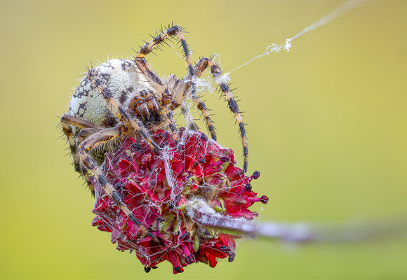 Eichblatt Spinne, ABM 1:1 momente-der-schoepfung.ch