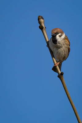 Feldspatz, momente-der-schoepfung.ch