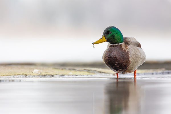 Stockente, momente-der-schoepfung.ch