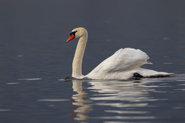 Höckerschwan, momente-der-schoepfung.ch
