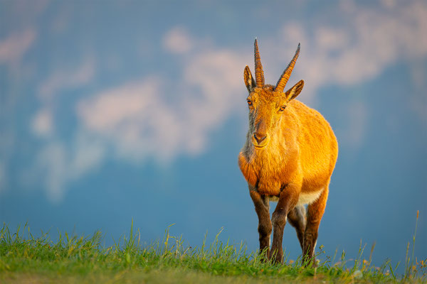 Alpensteinbock, momente-der-schoepfung.ch