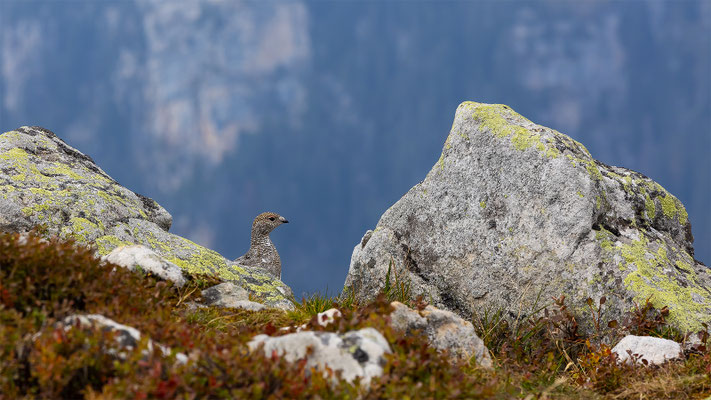 Alpenscheehuhn, momente-der-schoepfung.ch