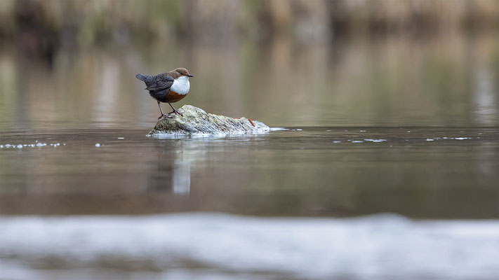 Wasseramsel, momente-der-schopfung.ch