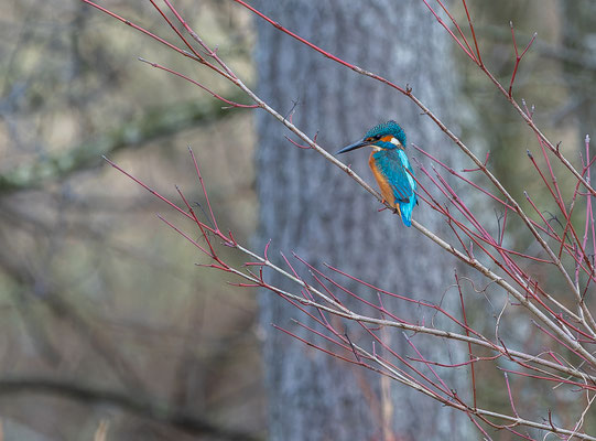 Eisvogel, momente-der-schoepfung.ch