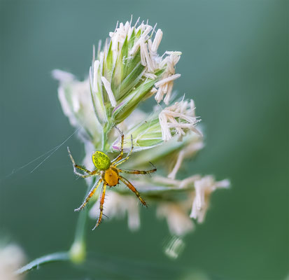 Krabbenspinne, momente-der-schoepfung.ch