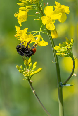 Steinhummel, momente-der-schoepfung.ch