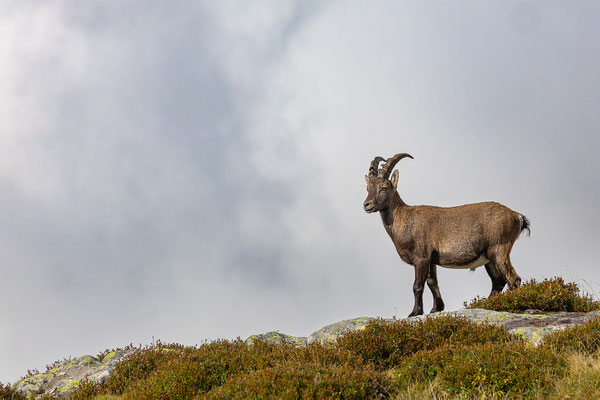 Alpensteinbock, momente-der-schoepfung.ch
