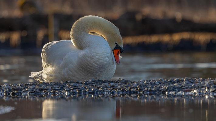 Höckerschwan, momente-der-schoepfung.ch