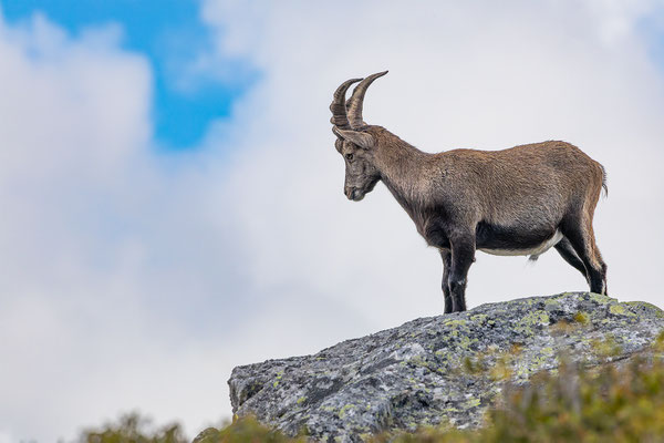 Alpensteinbock, momente-der-schoepfung.ch