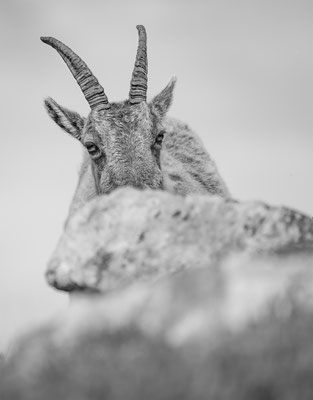 Alpensteinbock, momente-der-schoepfung.ch