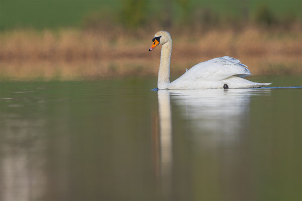 Höckerschwan, momente-der-schoepfung.ch