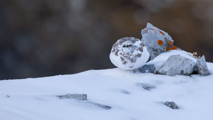 Alpenscheehuhn, momente-der-schoepfung.ch