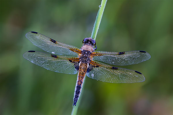 Vielflecklibelle, momente-der-schoepfung.ch