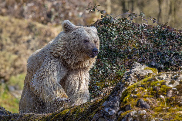 Syrischer Braunbär Tierpakt Arth Goldau, momente-der-schoepfung.ch