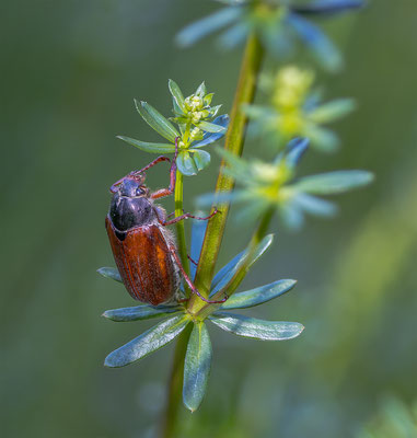 Feldmaikäfer, momente-der-schoepfung.ch