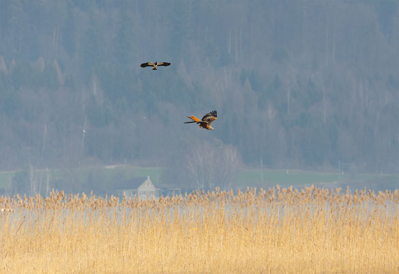 Kiebitz, momente-der-schoepfung.ch