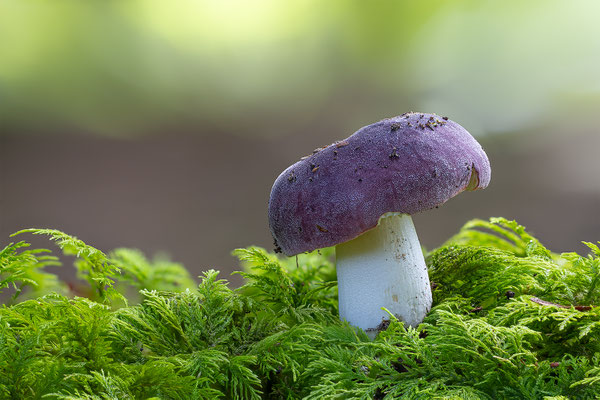 Pilz mir unbekannt, momente-der-schoepfung.ch