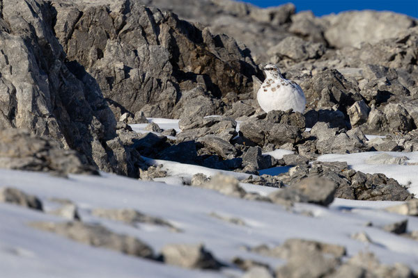 Alpenscheehuhn, momente-der-schoepfung.ch