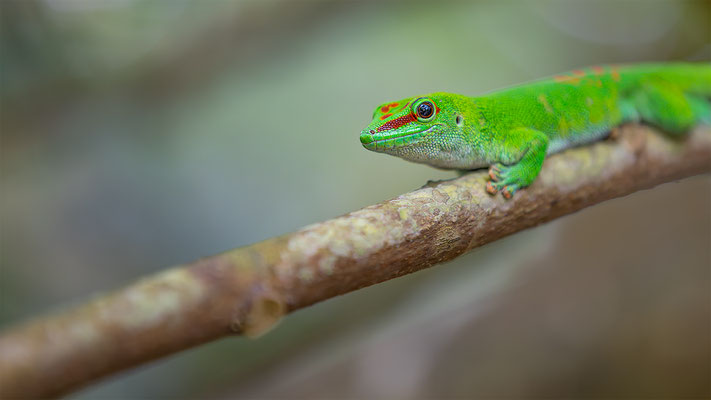 Madagaskar-Taggecko, momente-der-schoepfung.ch
