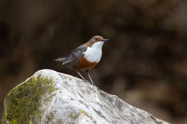 Wasseramsel, momente-der-schopfung.ch