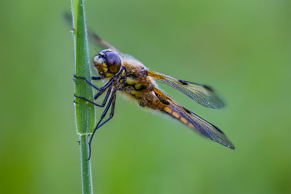 Vielflecklibelle, momente-der-schoepfung.ch