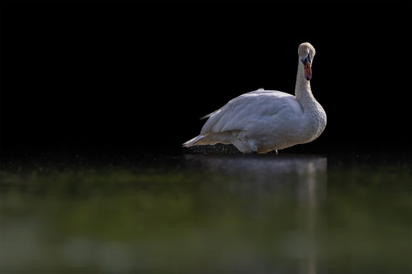 Höckerschwan, momente-der-schoepfung.ch