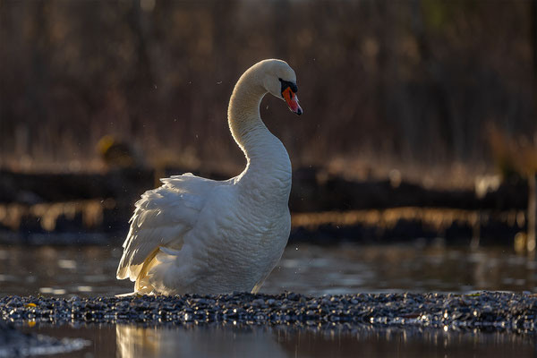 Höckerschwan, momente-der-schoepfung.ch