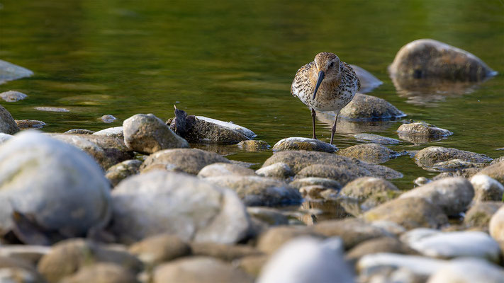 Alpenstrandläufer, momente-der-schoepfung.ch