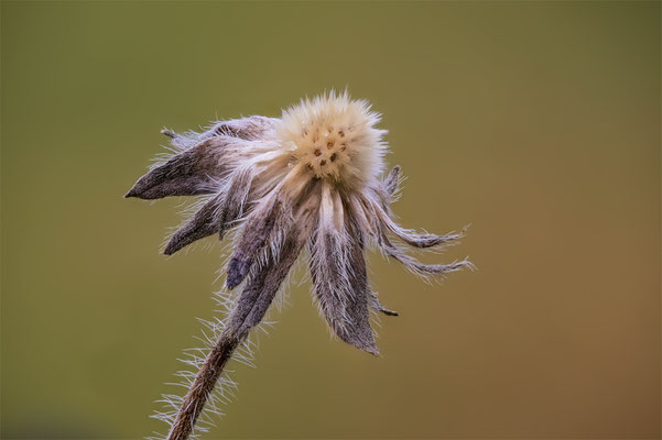 Sacbios, momente-der-schoepfung.ch