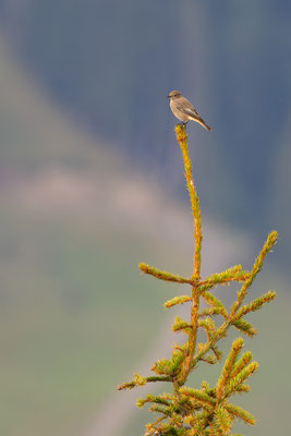 Hausrotschwanz,momente-der-schoepfung.ch