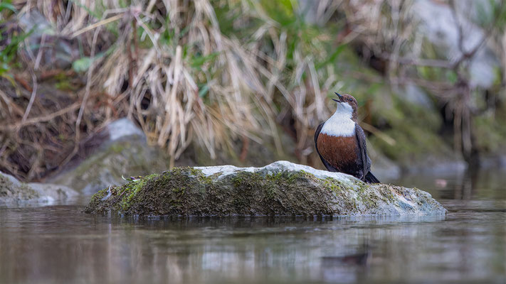 Wasseramsel, momente-der-schopfung.ch