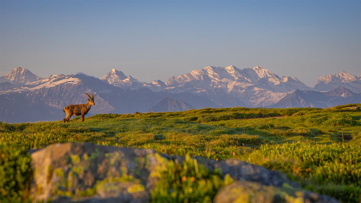 Alpensteinbock, momente-der-schoepfung.ch