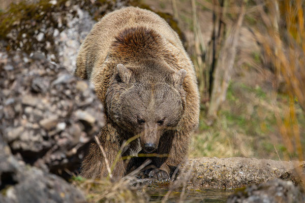 Syrischer Braunbär Tierpakt Arth Goldau, momente-der-schoepfung.ch