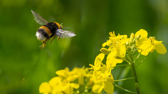 Hummel, momente-der-schoepfung.ch