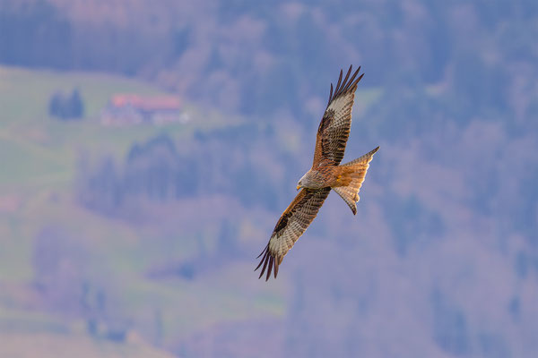Rotmilan, momente-der-schoepfung.ch