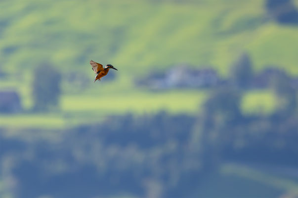 Eisvogel, momente-der-schoepfung.ch