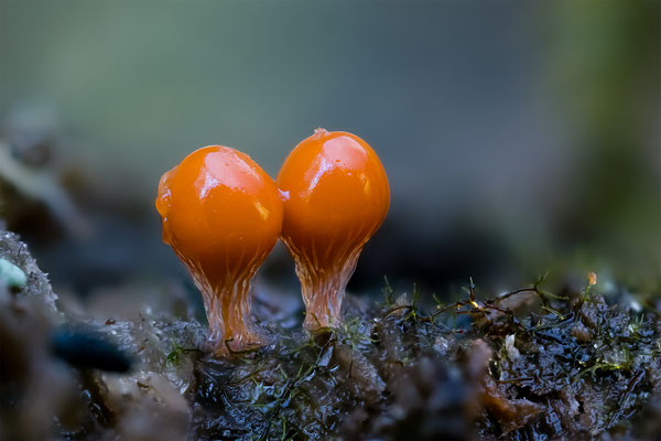 Myxomyceten Schleimpilz, Trichia Decipiens, ABM3:1, momente-der-schoepfung.ch