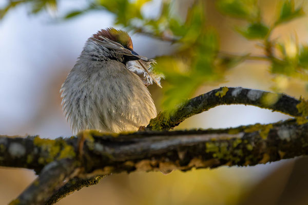 Feldspatz, momente-der-schoepfung.ch