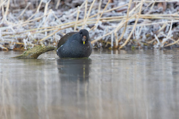 Teichhuhn, momente-der-schoefpung.ch