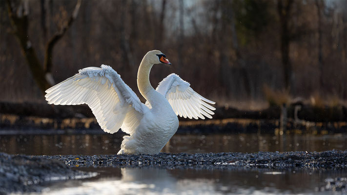 Höckerschwan, momente-der-schoepfung.ch