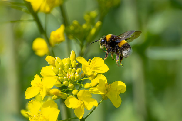 Hummel, momente-der-schoepfung.ch