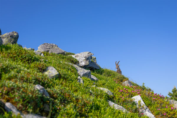 Alpensteinbock, momente-der-schoepfung.ch